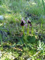 Ophrys ferrum-equinum