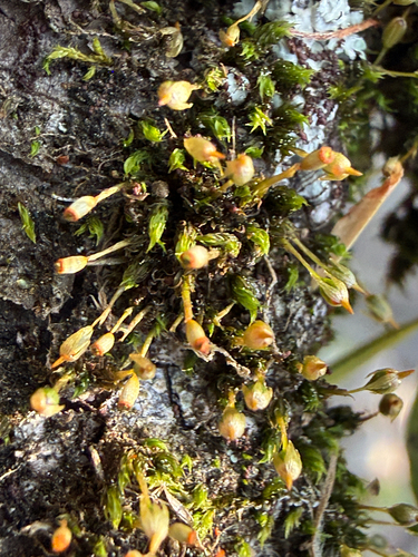 Glyphomitrium humillimum observed 2026-04-20