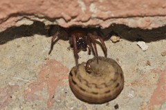 Coelotes turkestanicus