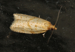 Clepsis therina