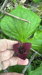 Trillium sulcatum, photograph author not stated, no rights reserved