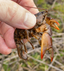 Lacunicambarus thomai