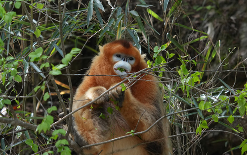 Quinling Golden Snub-nosed Monkey
