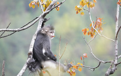 Black Snub-nosed Monkey