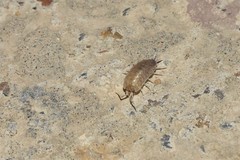 Protracheoniscus tzvetkovi