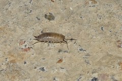 Protracheoniscus tzvetkovi