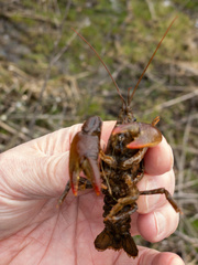 Lacunicambarus thomai