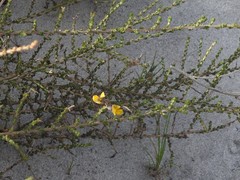 Aspalathus microphylla