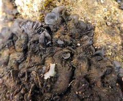 Lathagrium auriforme