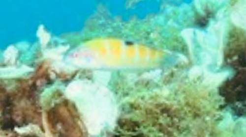 Thalassoma pavo