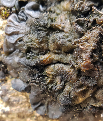 Lathagrium auriforme