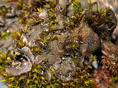 Lathagrium auriforme