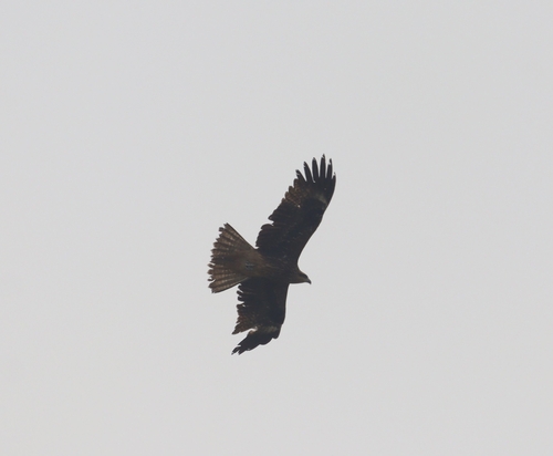 Black Kite
