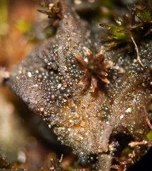 Lathagrium auriforme