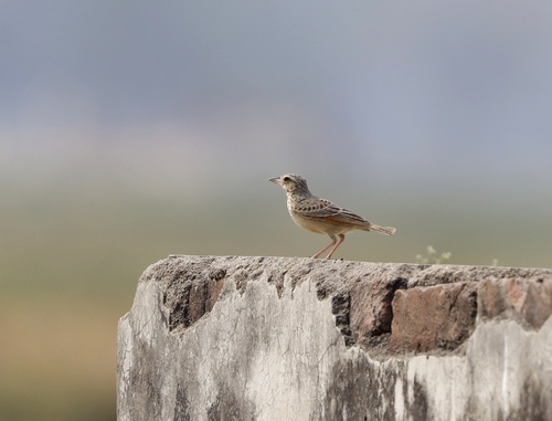 Bengal Bushlark