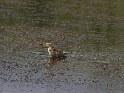 Indian Pond-Heron