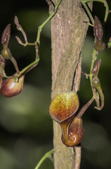 Aristolochia maxima