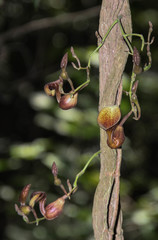 Aristolochia maxima