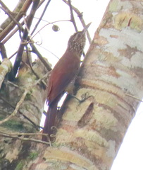 Dendrocolaptes picumnus