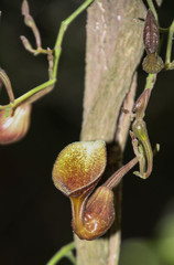Aristolochia maxima