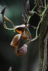Aristolochia maxima
