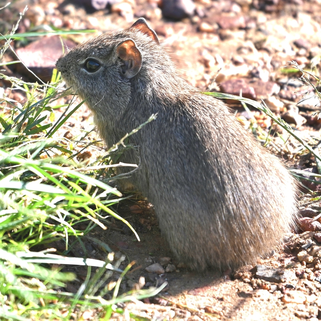 Brazilian Yellow-Toothed Cavy