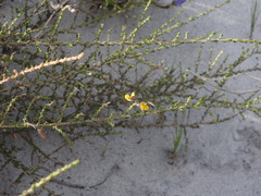 Aspalathus microphylla
