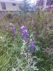 Lupinus pubescens, photograph (c) Rafaella Cevallos Larrea, some rights reserved (CC BY)