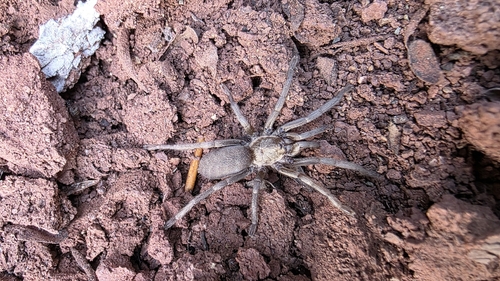 Ischnocolus mogadorensis