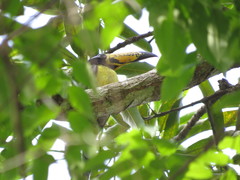 Pteroglossus inscriptus