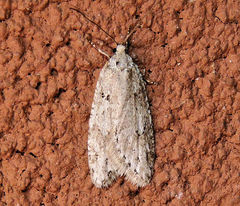 Semioscopis megamicrella