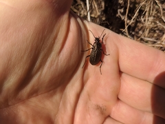 Carabus maeander