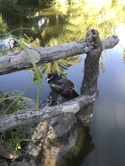 Columba livia domestica