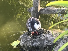 Columba livia domestica