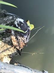 Columba livia domestica
