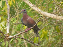 Patagioenas cayennensis