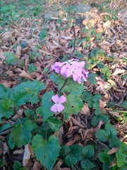 Lunaria