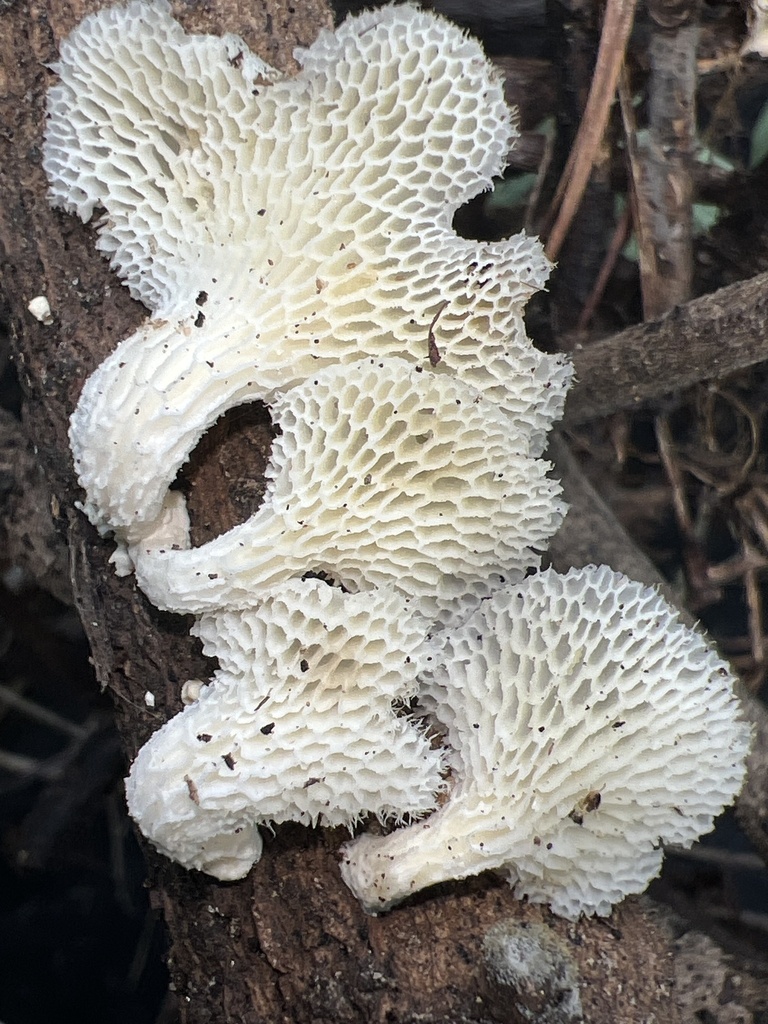 Favolus brasiliensis · April 2026 · photo: © andyjordan (iNaturalist, cc-by)
