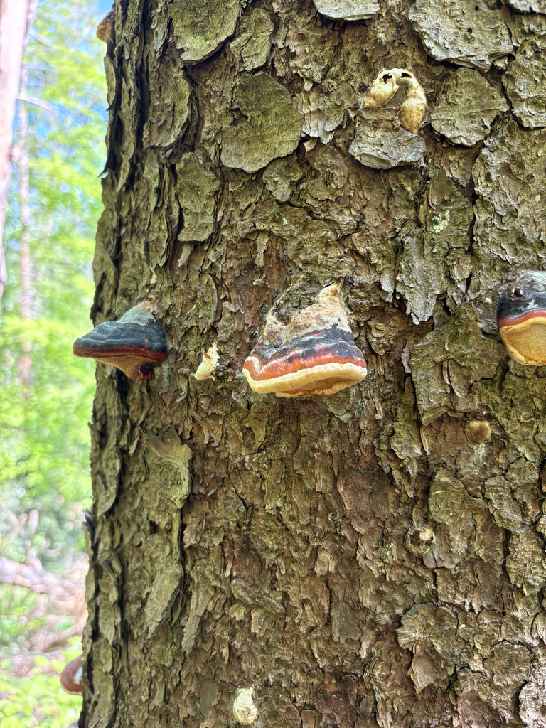 Fomitopsis pinicola · April 2026 · photo: © lukequinane (iNaturalist, cc-by)