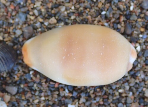 Cypraea isabellamexicana, 2026-04-15