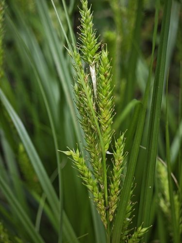 Carex metallica iNat (2)