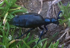 Meloe violaceus