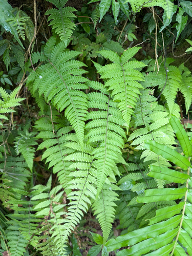 Thelypteris uraiensis iNat (1)