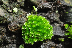 Bryum canariense
