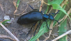 Meloe violaceus