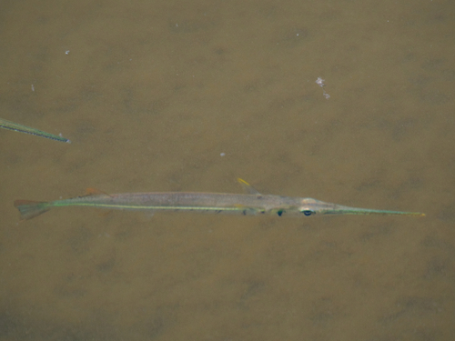 Strongylura notata