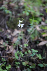 Lithophragma heterophyllum