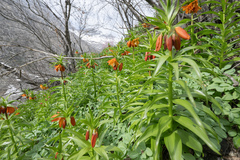 Fritillaria eduardii, photograph (c) Morten Ross, some rights reserved (CC BY)