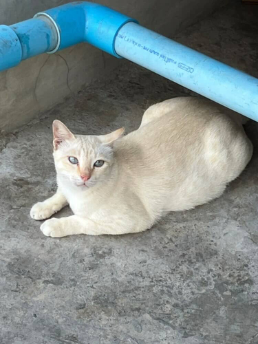 Domestic Cat