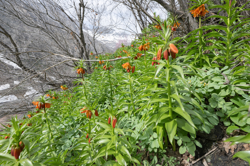 Fritillaria eduardii, photograph 5